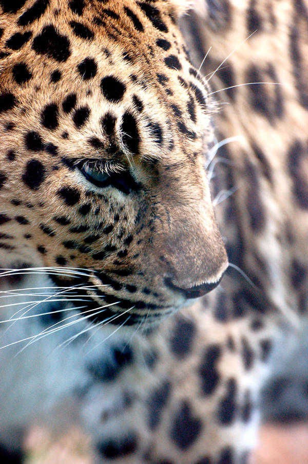 Leopard II. by ch3shirecat on DeviantArt