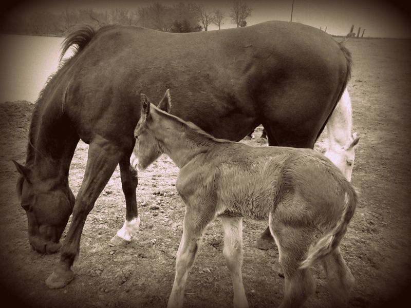 Colt and Mother