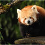 panda roux II