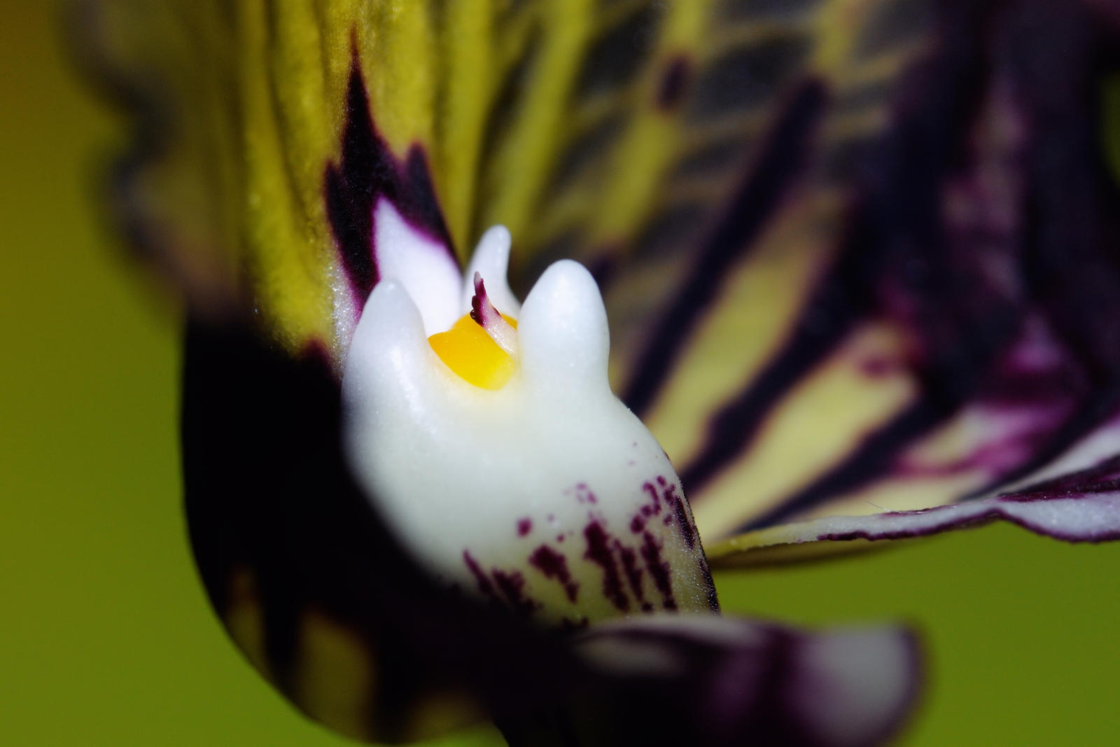 coeur de fleur orchidee