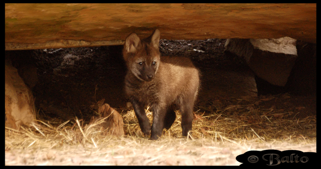 Louveteau De Loup A Criniere By Balto Wolf On Deviantart Louveteau De Loup A Criniere By Balto Wolf On Deviantart