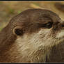 loutre 2