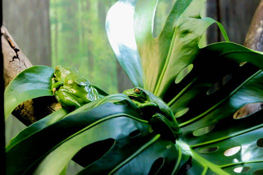 Frogs on Leaves