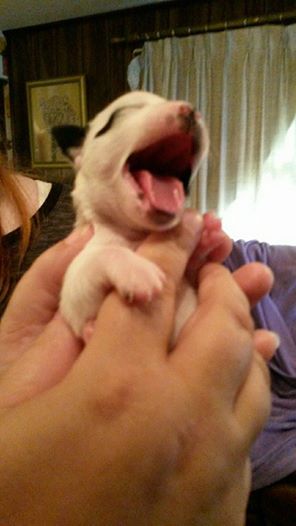 Big yawn