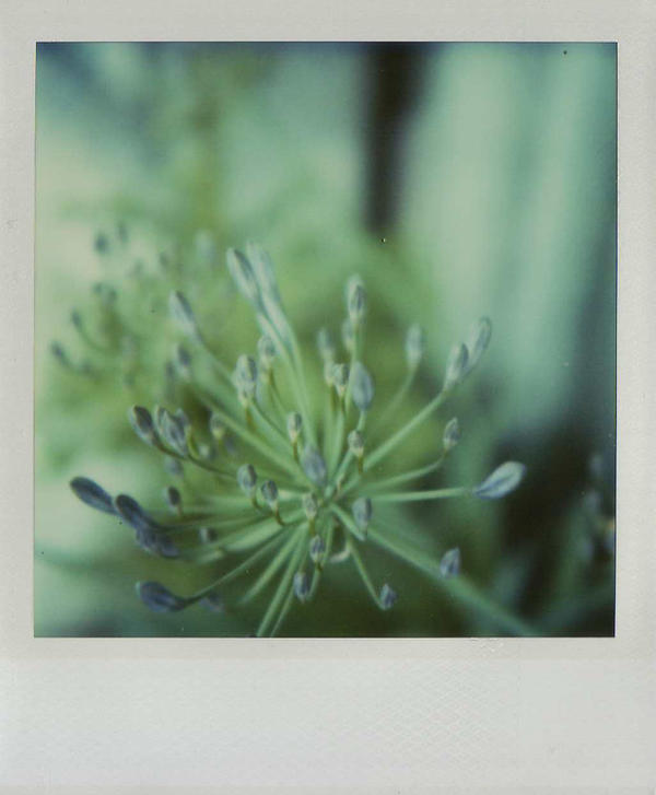 2.agapanthus