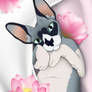 Shynx kitten