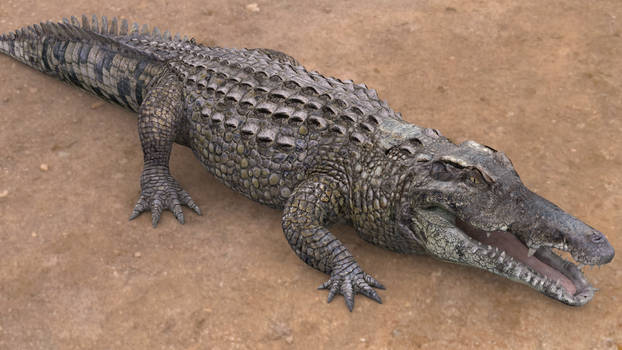Realistic Crocodile 3D model test render