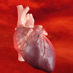 digital painting of Human heart 3D model