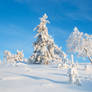 Trees Covered With Snow In Sunny Day in Lapland