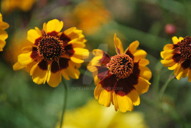 Yellow Flowers front view close up