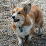 Corgi