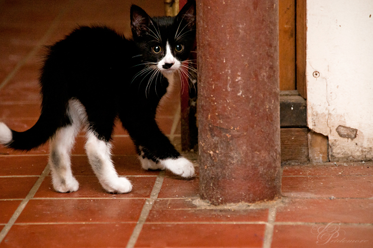 Black and White Kitten