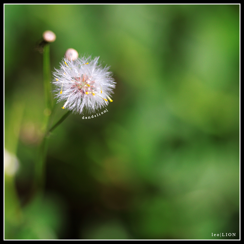 Dandelion