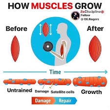 Visual Muscle Growth Young Growth yes but for all average-plus bodies by pumperzit on DeviantArt