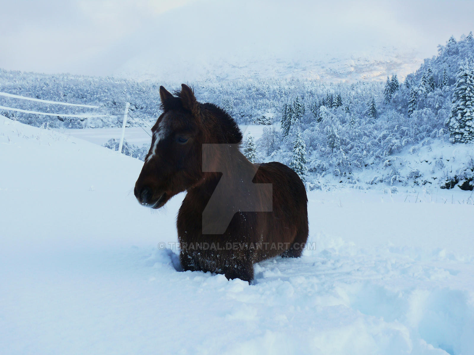 Winter Wonder Pony