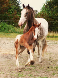 Appaloosa Mother and Child