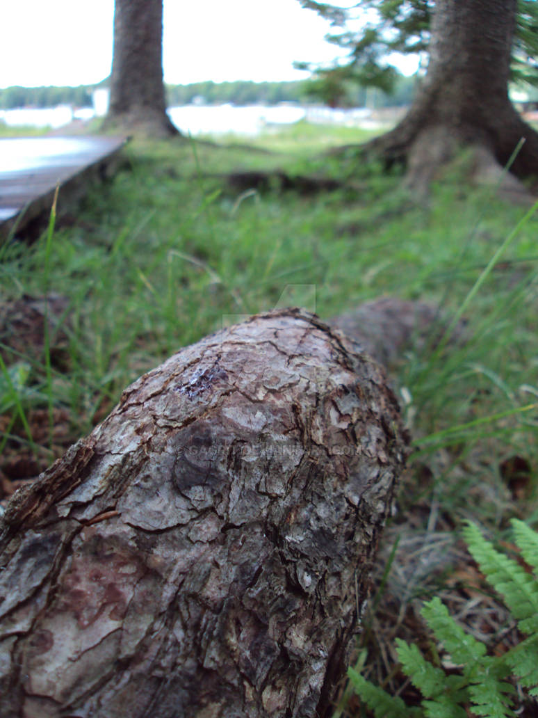 The Root of the Tree by Gagrit on DeviantArt