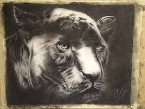 Panther charcoal