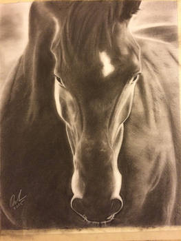 Horse front view charcoal