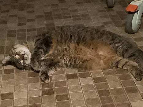 Tiggy on heated floor