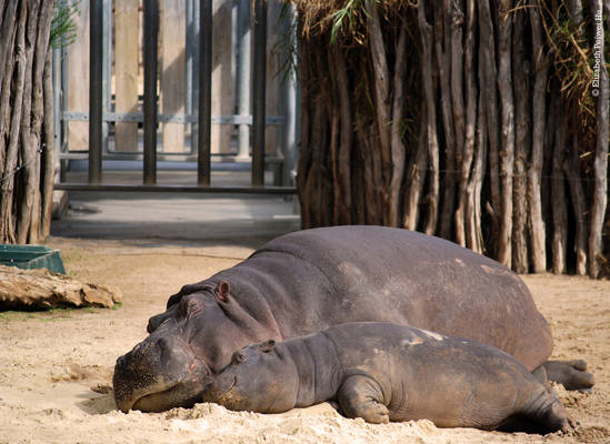 Afternoon Nap