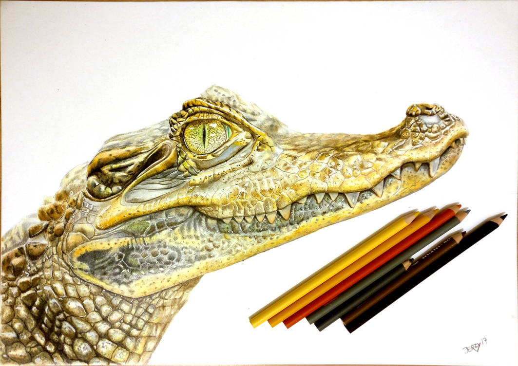 Crocodile Pencil Drawing: A Step-by-Step Guide to Creating Realistic Art 17 Crocodile Pencil Drawing by mmasdh on DeviantArt