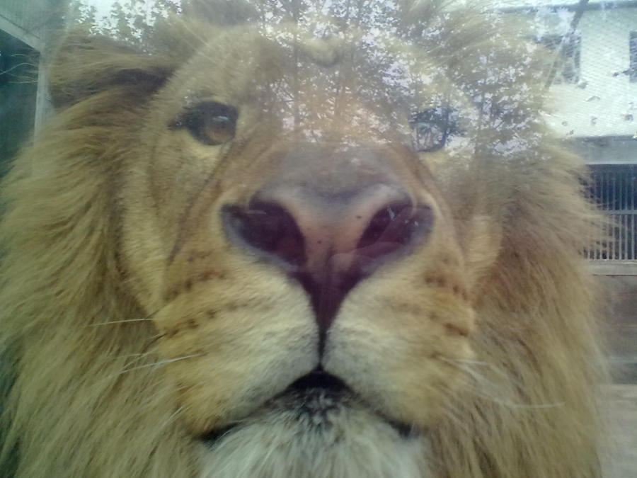 The lion's big nose