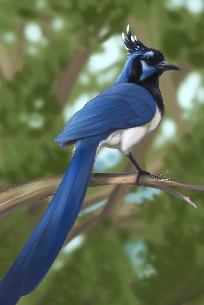 Blackthroated Magpiejay by kaithel on DeviantArt