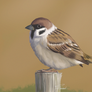 Tree Sparrow