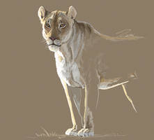 Lioness 4