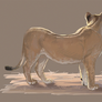 Lioness5