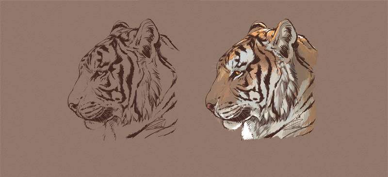 Tiger sketch