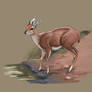 Steenbok