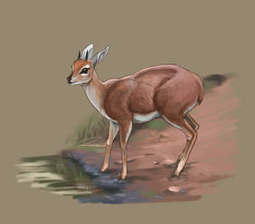 Steenbok