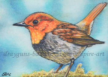 Robin ACEO