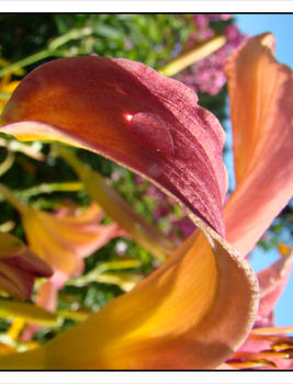 Droplet on a petal