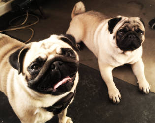 pugs