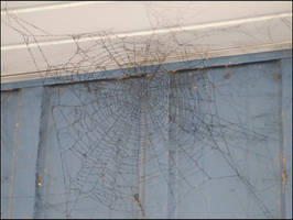 black spiderweb