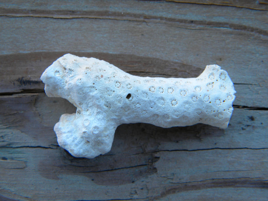 Madracis decactis by TheLordTaxus on DeviantArt