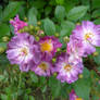 Rosa Veilchenblau