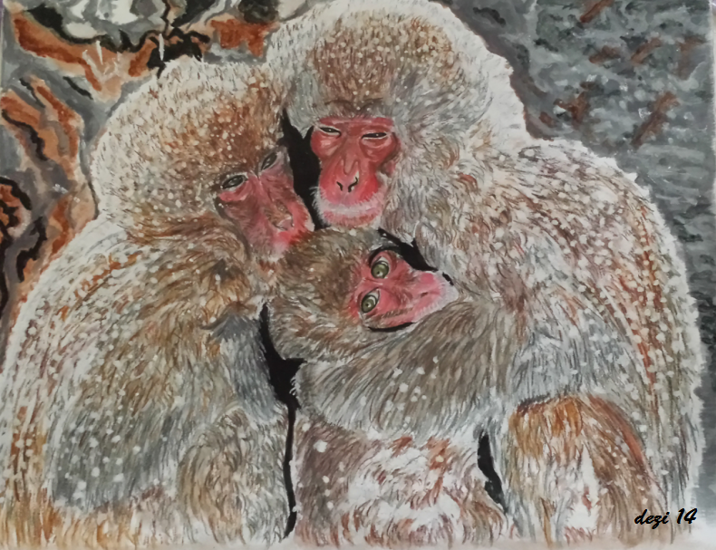 Japanese Macaque