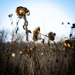 Dried sunflower I