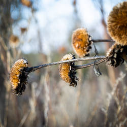 Dried sunflower III