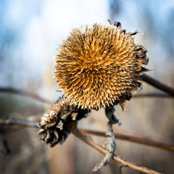 Dried sunflower IV