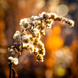 Dried bushes I