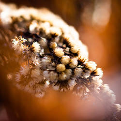 Dried bushes II