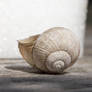 snail stock 1