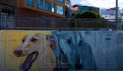 Sprayed Podenco