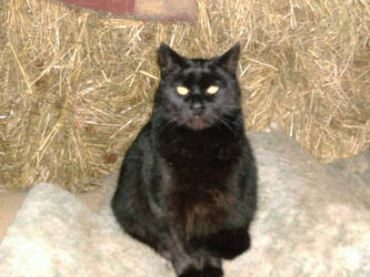 'Blackster' le chat noir