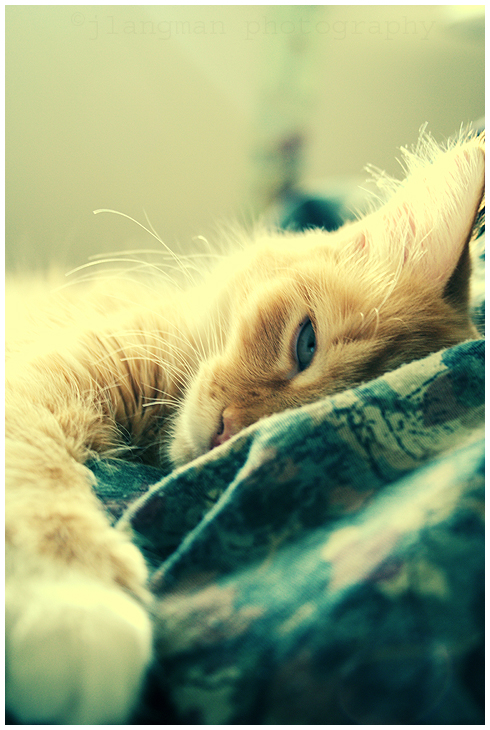 feelin' sleepy by thephotogenesis